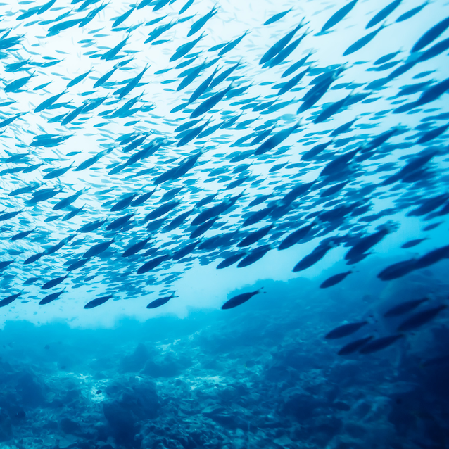 Fish swimming in the ocean.
